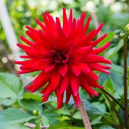 & Frane 3* Dubrovník